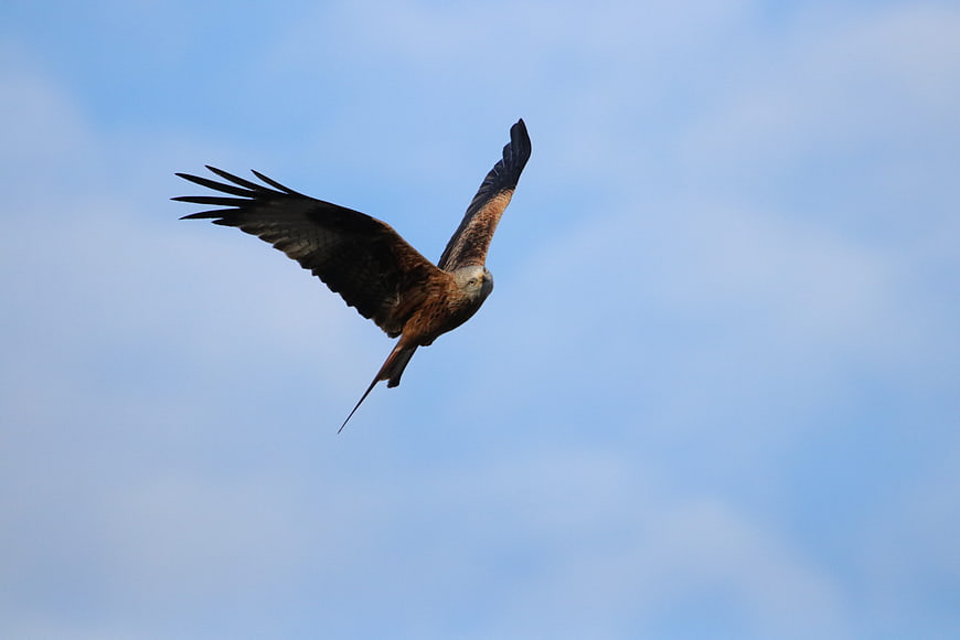 Red Kite Soaring in Blue Sky