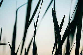 Silhouette of tall grass blades against a soft blue sky