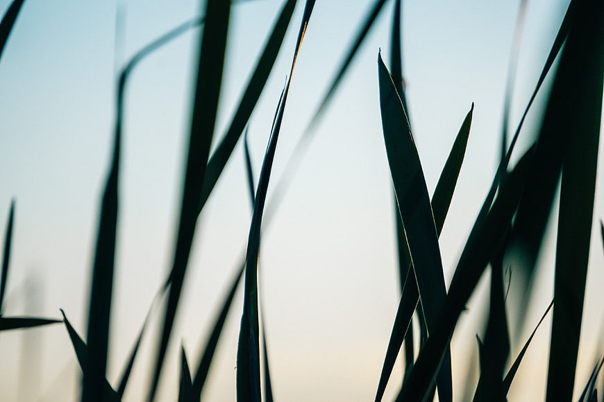 Silhouette of tall grass blades against a soft blue sky