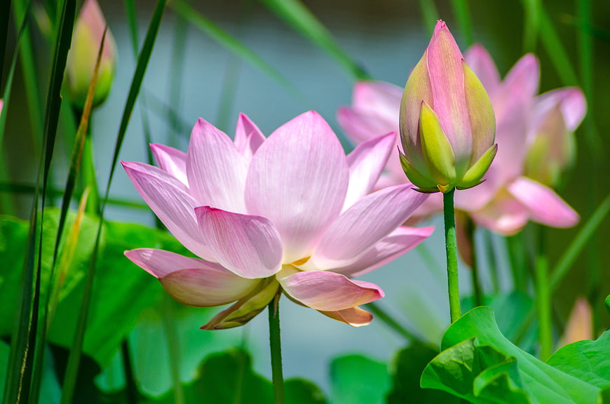 Pink Lotus Flower and Bud in Green Pond