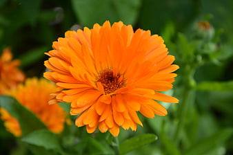 Vibrant Orange Calendula Flower Close-Up in Garden