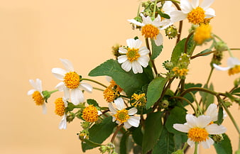 White and yellow wildflowers against a soft beige background