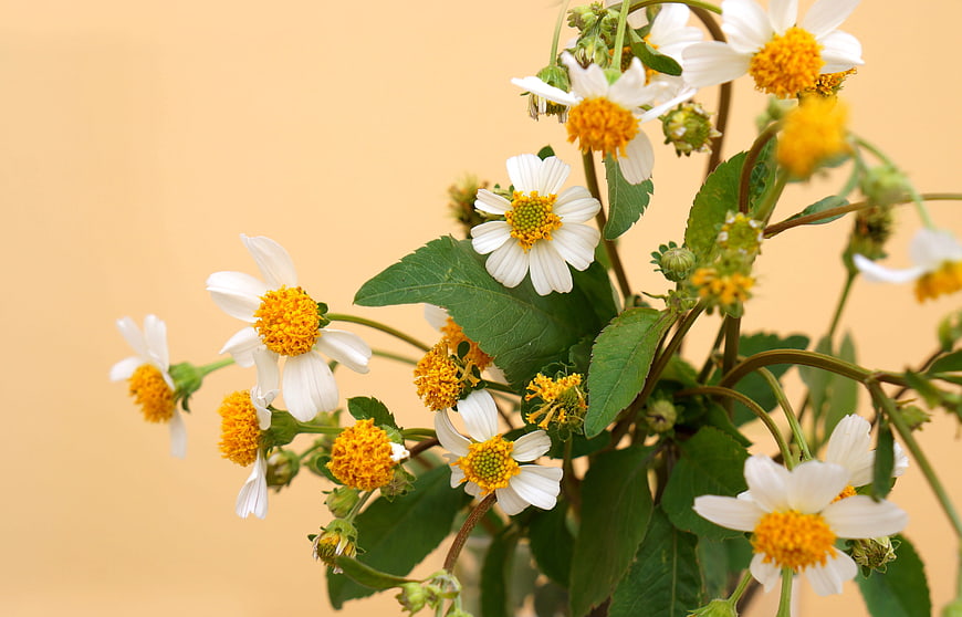 White and yellow wildflowers against a soft beige background