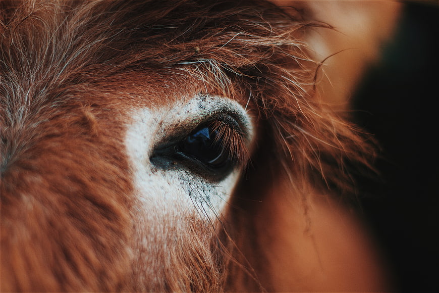 Close-up of a brown horse's eye with white marking