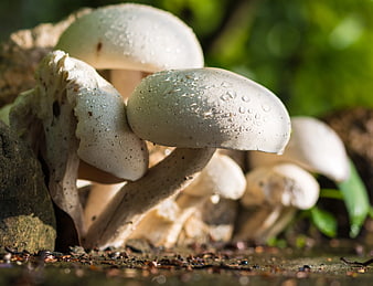 Close-up of White Mushrooms with Water Droplets