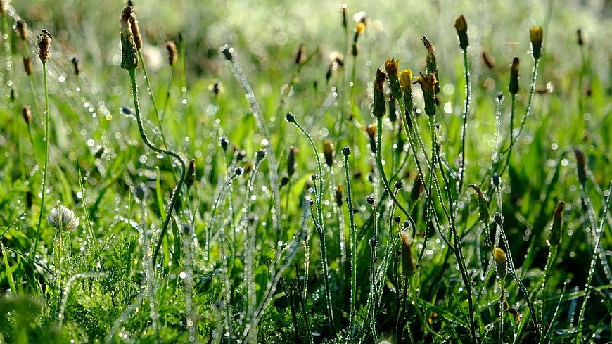 Close-up of green grass with morning dew drops and wildflowers