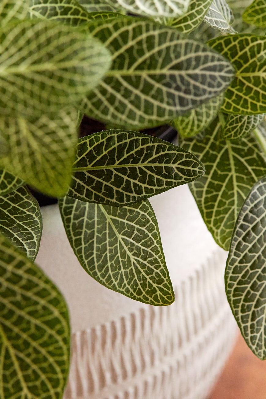 Close-up of Green Nerve Plant Leaves in White Pot