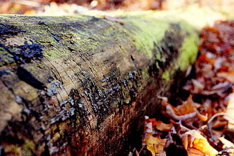 Close-up of mossy tree trunk in autumn forest