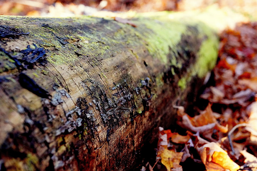 Close-up of mossy tree trunk in autumn forest