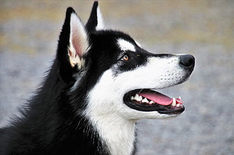 Black and white Siberian Husky dog profile portrait outdoors