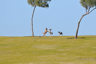 Three dogs playing on a grassy hill under blue sky