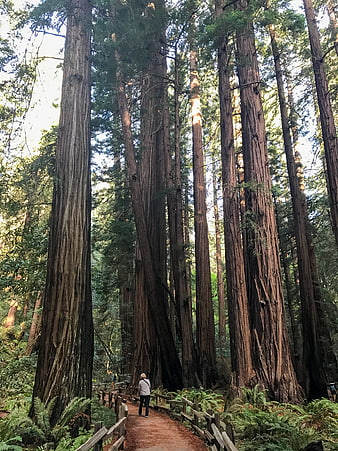 Hiker walking on trail among giant redwood trees