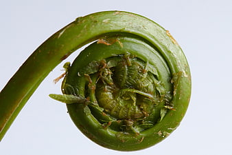 Close-up of a fresh green fiddlehead fern spiral