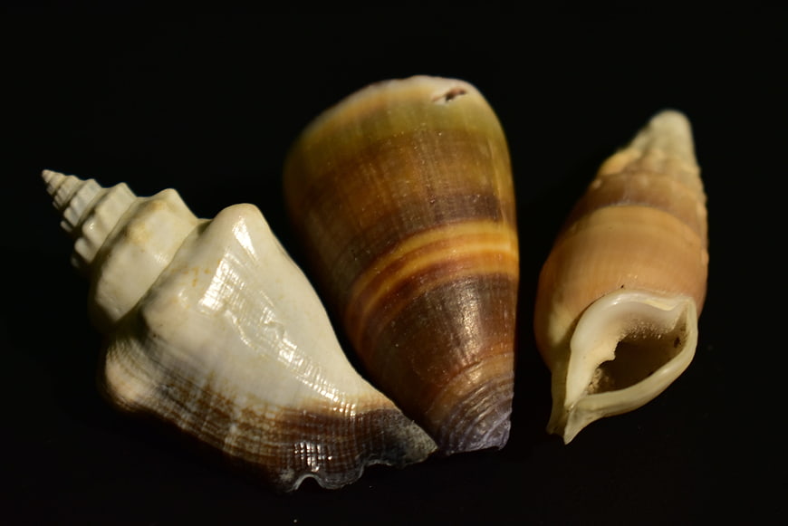 Three distinct seashells arranged on a black background