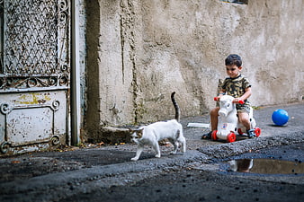 Young Boy Riding Toy Horse Past White Cat on Street