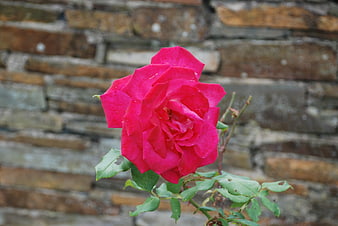 Vibrant Red Rose Against Blurred Brick Wall Background