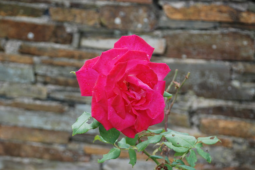Vibrant Red Rose Against Blurred Brick Wall Background