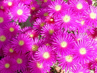 Vibrant Pink Ice Plant Flowers in Full Bloom