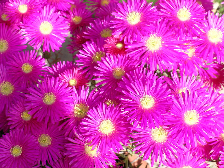 Vibrant Pink Ice Plant Flowers in Full Bloom