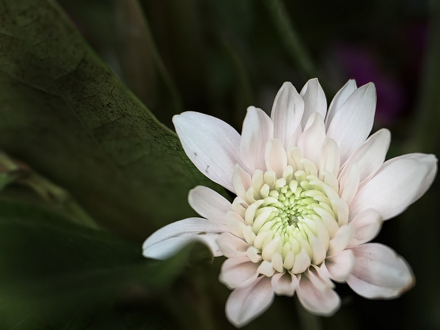 Close-up of a delicate white chrysanthemum flower with green leaves