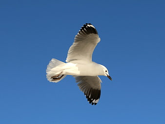 Seagull Soaring Against a Clear Blue Sky