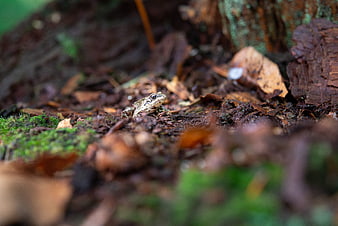 Small brown frog on mossy forest floor