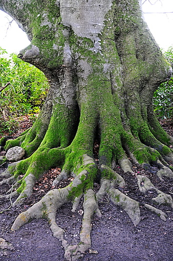 Mossy Roots of Ancient Tree in Forest
