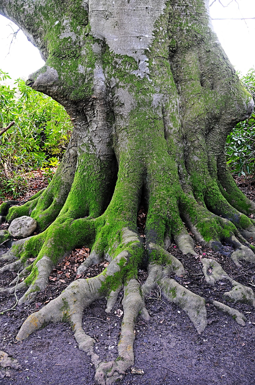 Mossy Roots of Ancient Tree in Forest