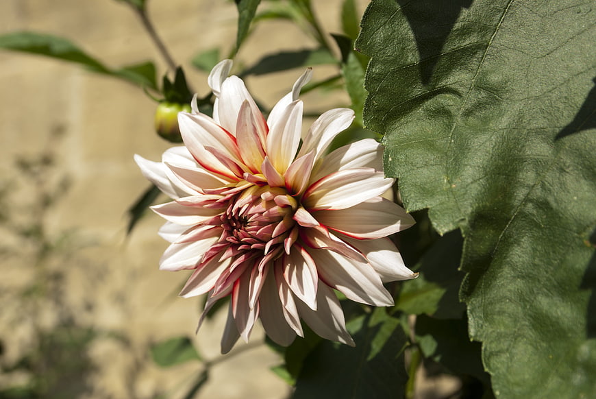 White and Pink Dahlia Flower in Sunlight