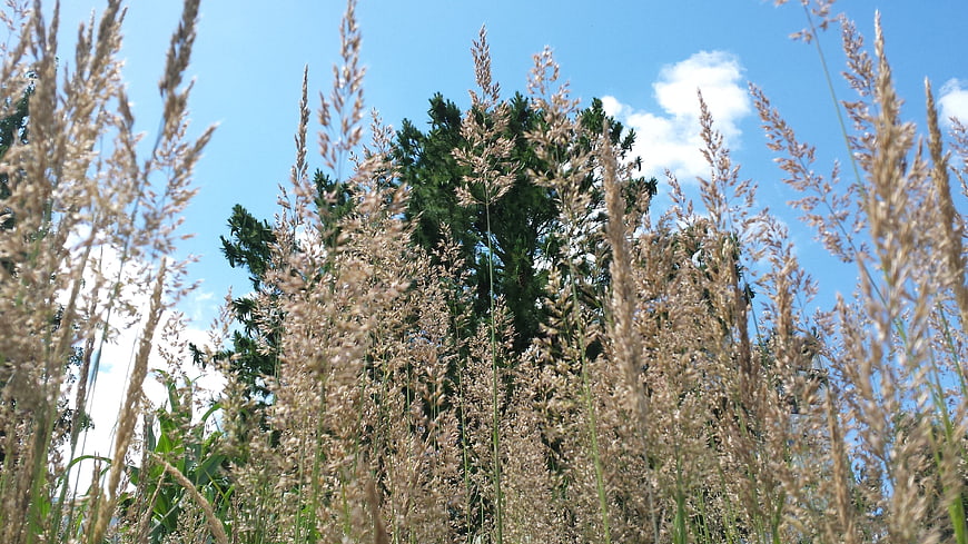 Tall Wild Grasses Against Blue Sky and Tree