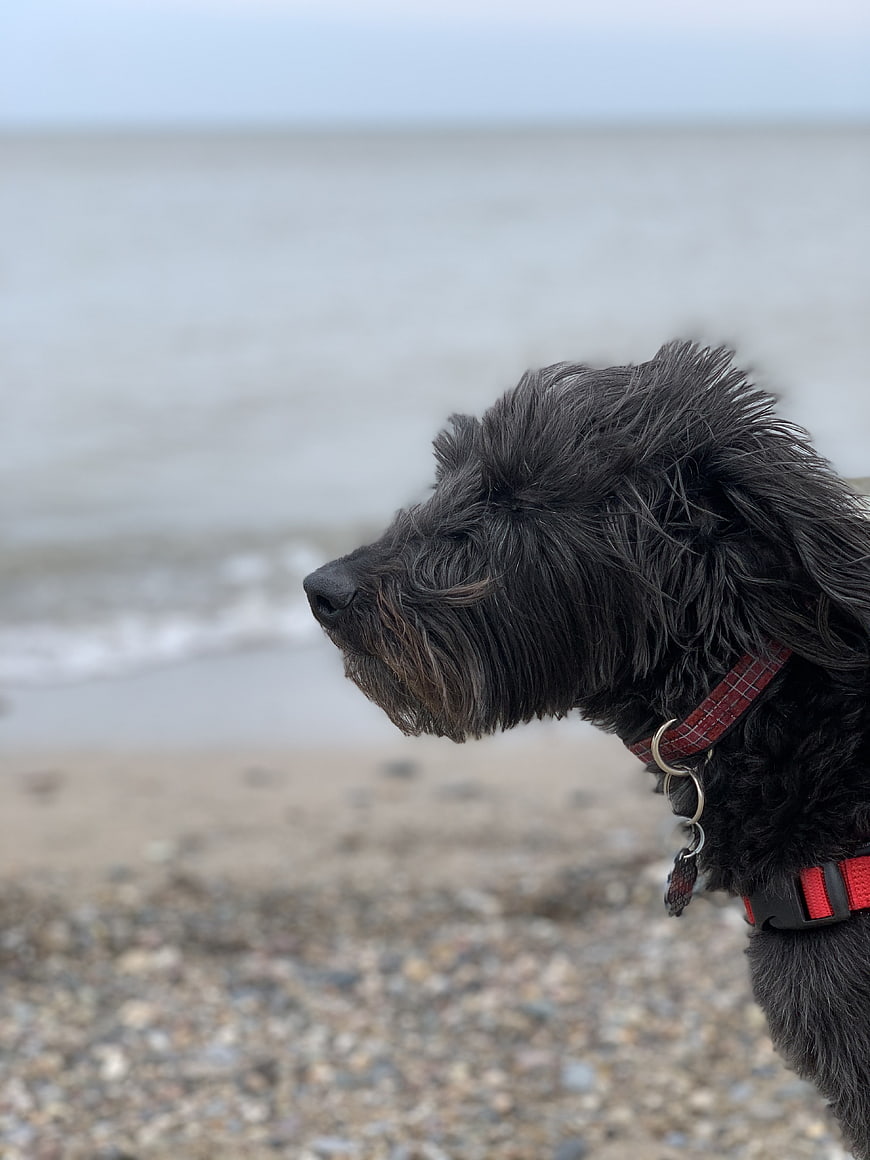 Black Shaggy Dog Profile on Pebble Beach