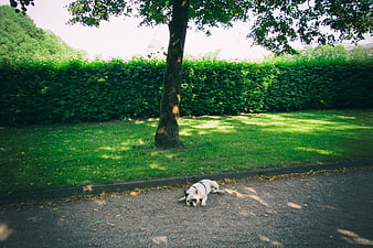 White French Bulldog Resting on Path in Green Park