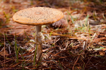 Close-up of an orange mushroom in pine needles