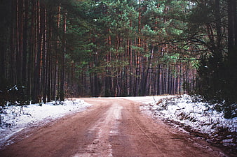 Snowy dirt road winding through a dense pine forest in winter