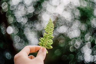 Hand holding green fern leaf against bokeh background