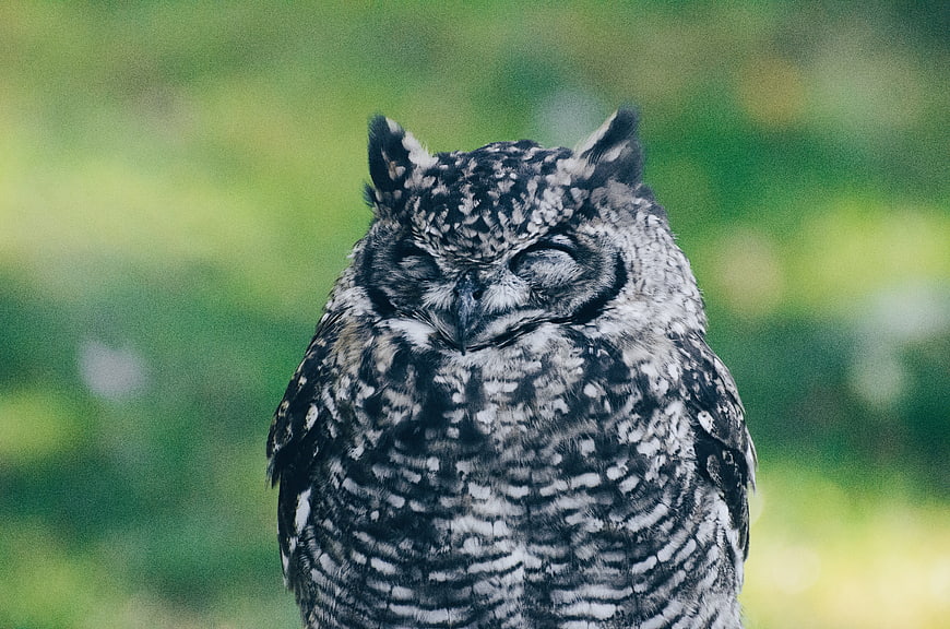 Close-up of a sleeping owl with eyes closed