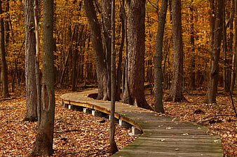 Wooden boardwalk winding through autumn forest with golden leaves