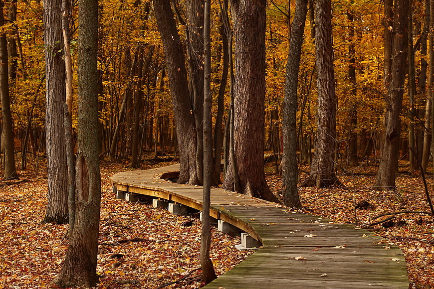 Wooden boardwalk winding through autumn forest with golden leaves