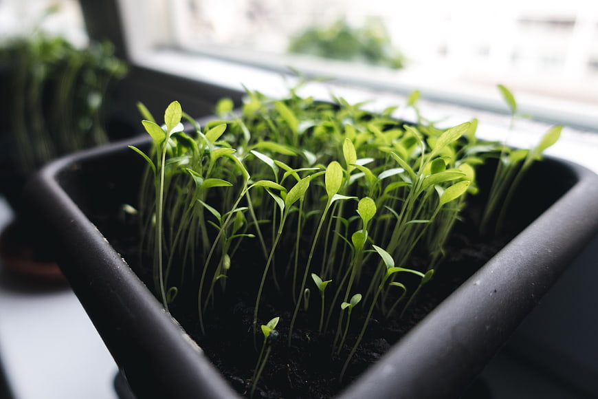 Fresh green herb seedlings growing in a black tray