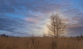 Lone bare tree in golden meadow at sunset