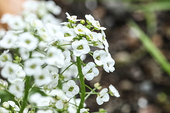 Close-up of delicate white flowers with green stems