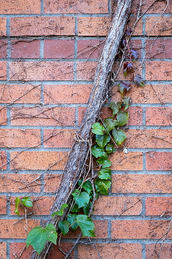 Ivy growing on a red brick wall with a thick vine