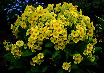 Vibrant yellow primrose flowers blooming in a garden