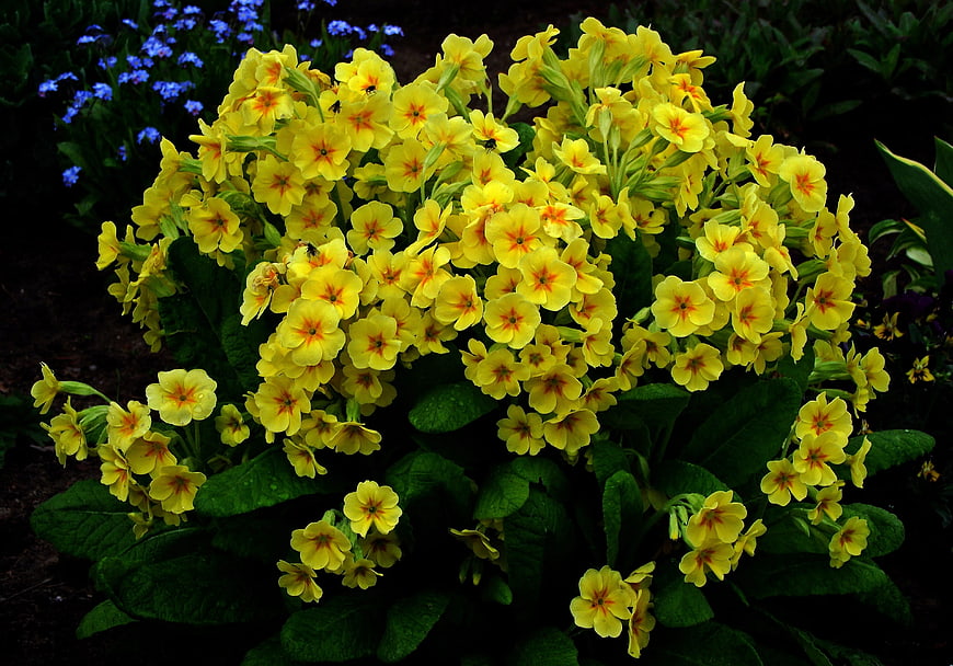 Vibrant yellow primrose flowers blooming in a garden