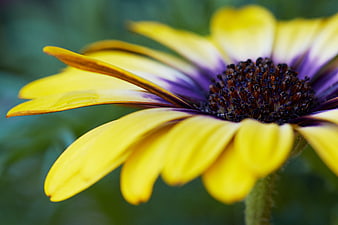 Close-up of Yellow and Purple African Daisy Flower