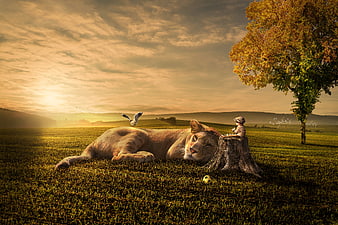 Surreal landscape of sleeping lioness and child in golden field