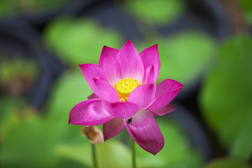 Vibrant Pink Lotus Flower Blooming in a Green Pond