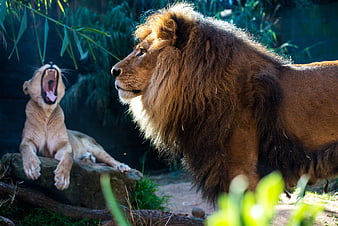 Male Lion and Yawning Lioness in Natural Habitat