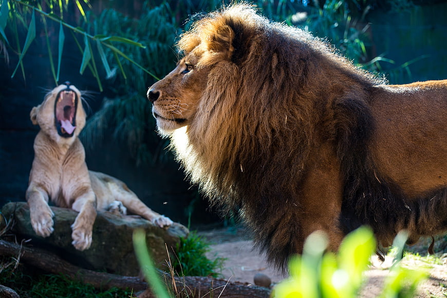 Male Lion and Yawning Lioness in Natural Habitat
