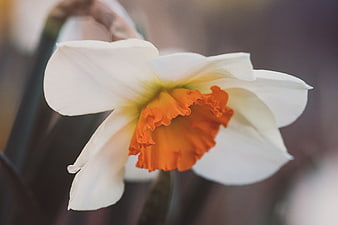 Close-up of a white daffodil with orange center